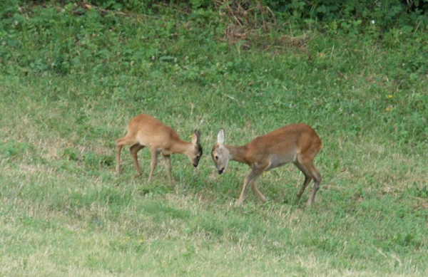 Il Capriolo